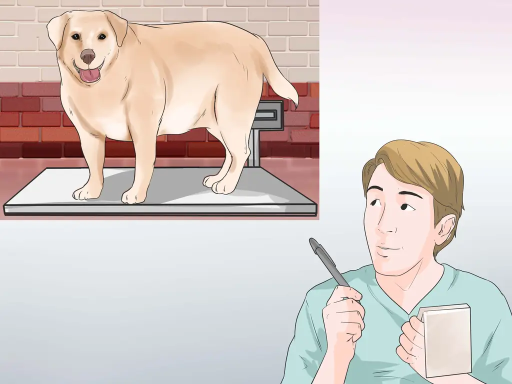 Как диагностировать ожирение у лабрадоров ретриверов: 12 шагов