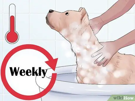 Контроль линьки (собаки), шаг 2