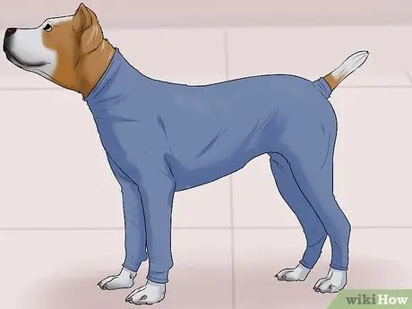 Контроль линьки (собаки), шаг 4