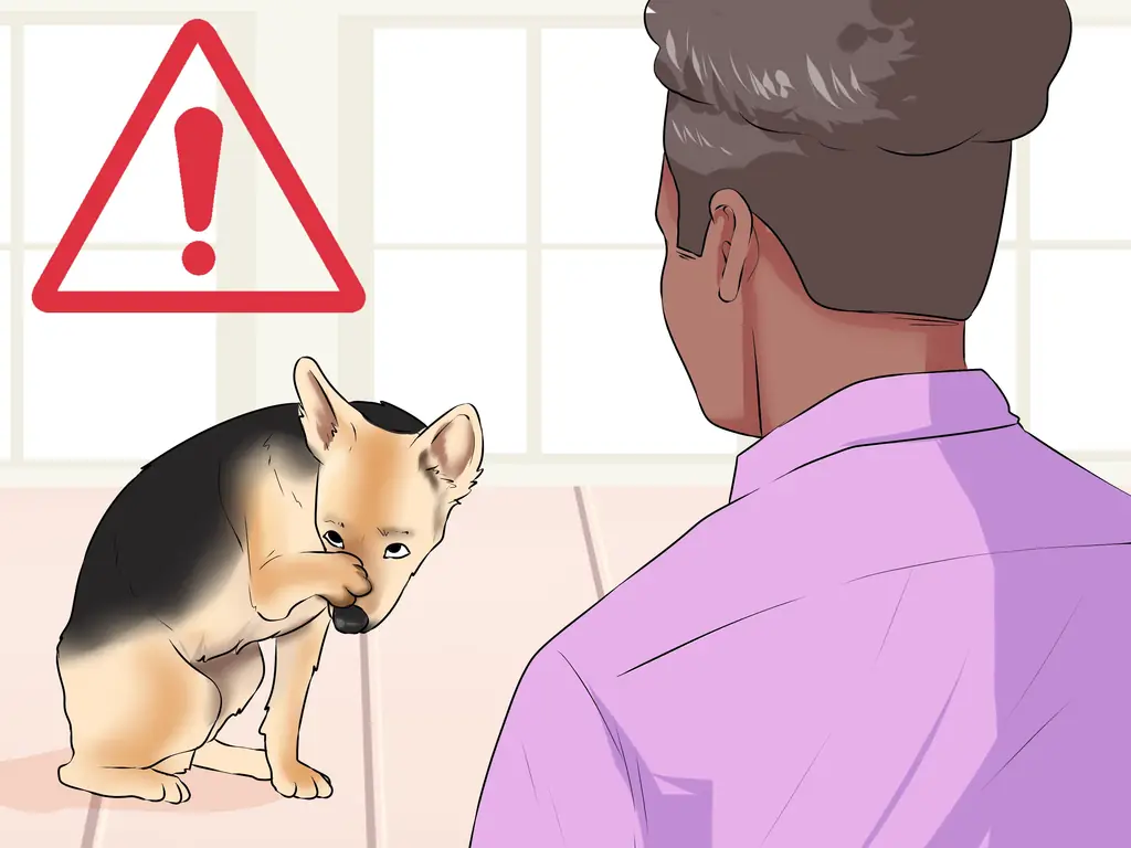 3 способа борьбы с линькой (собаки)