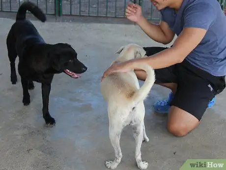 Выращивание лабрадора-ретривера Шаг 11