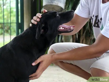 Выращивание лабрадора-ретривера Шаг 12