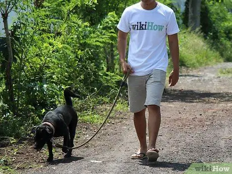 Выращивание лабрадора-ретривера Шаг 13