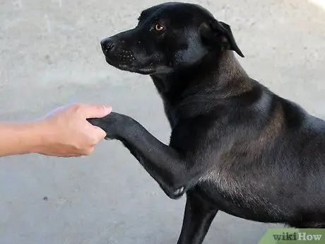 Выращивание лабрадора-ретривера Шаг 14