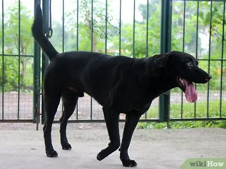 Выращивание лабрадора-ретривера Шаг 4