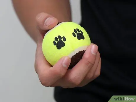 Выращивание лабрадора-ретривера Шаг 5 Пуля 3