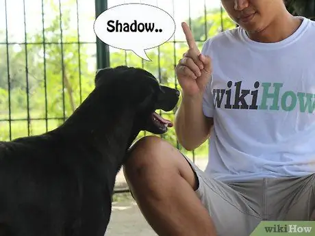 Выращивание лабрадора-ретривера Шаг 6