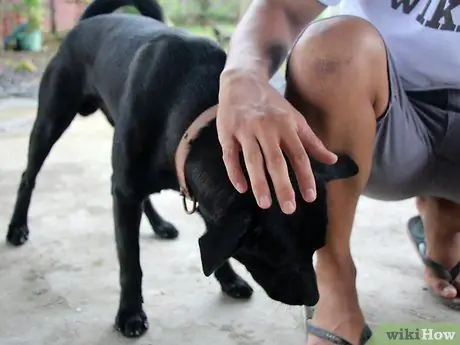 Выращивание лабрадора-ретривера Шаг 7