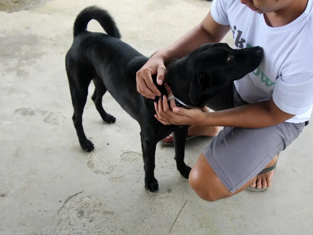 Как вырастить лабрадора ретривера: 15 шагов (с иллюстрациями)