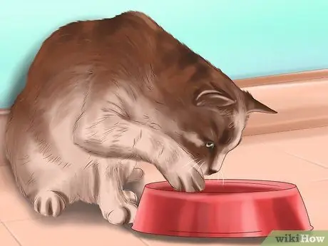 Держите собаку или кошку в правильном весе Шаг 11