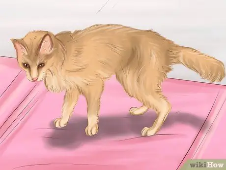 Держите собаку или кошку правильным весом Шаг 2