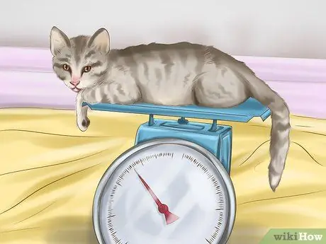 Держите вашу собаку или кошку в правильном весе Шаг 5