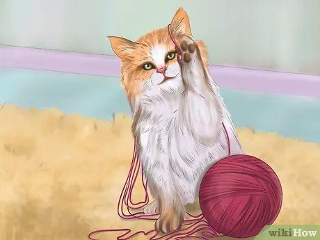 Держите собаку или кошку правильным весом Шаг 7