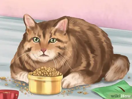 Держите собаку или кошку правильным весом Шаг 9