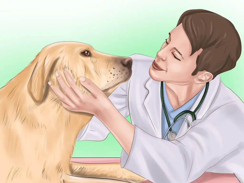 3 способа сохранить правильный вес вашей собаки или кошки