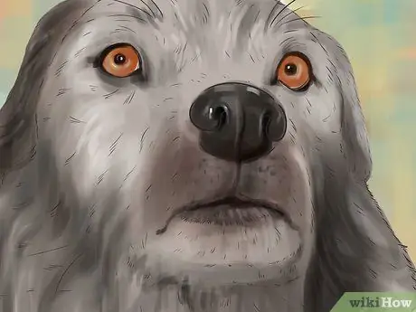 Распознавать страх в собаках Шаг 1