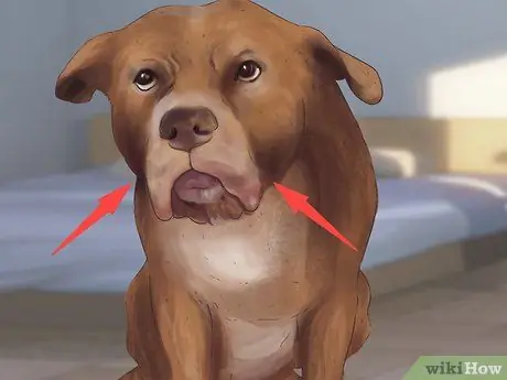 Распознавать страх в собаках Шаг 3