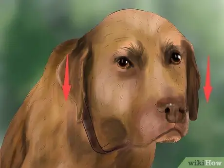 Распознавать страх в собаках Шаг 5