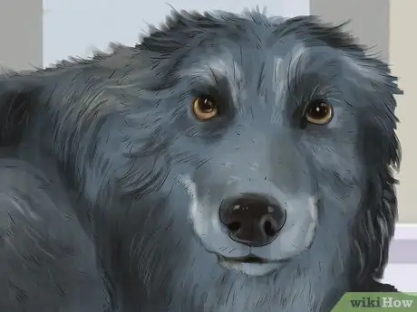 Распознавать страх в собаках Шаг 7