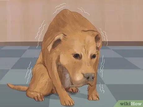 Распознавать страх в собаках Шаг 8