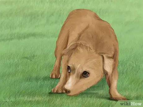 Распознавать страх в собаках Шаг 9