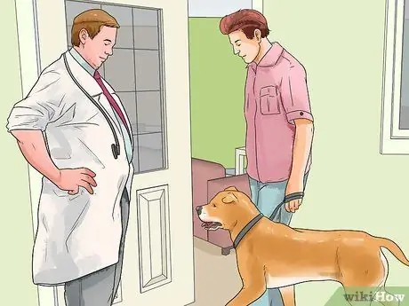 Получите вашей собаке платные выступления на телевидении, шаг 2