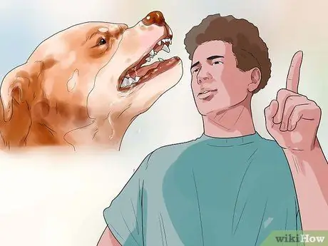 Получите вашей собаке участие в платных выступлениях на телевидении, шаг 3