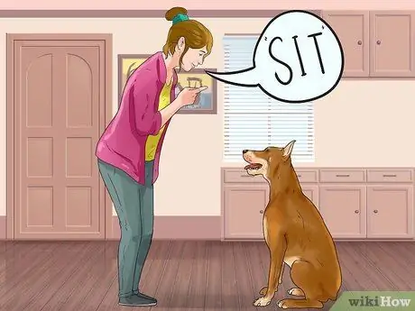 Получите вашей собаке платные выступления на телевидении, шаг 5