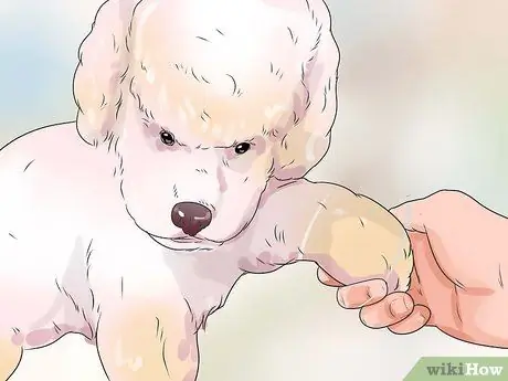 Получите вашей собаке участие в платных выступлениях на телевидении, шаг 6