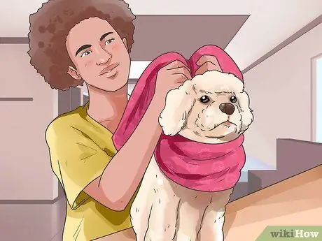 Получите вашей собаке платные телесериалы, шаг 8