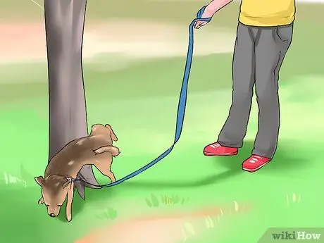 Поощряйте вашу новую собаку слушать вас Шаг 10