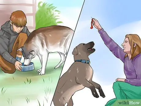 Поощряйте вашу новую собаку слушать вас Шаг 11