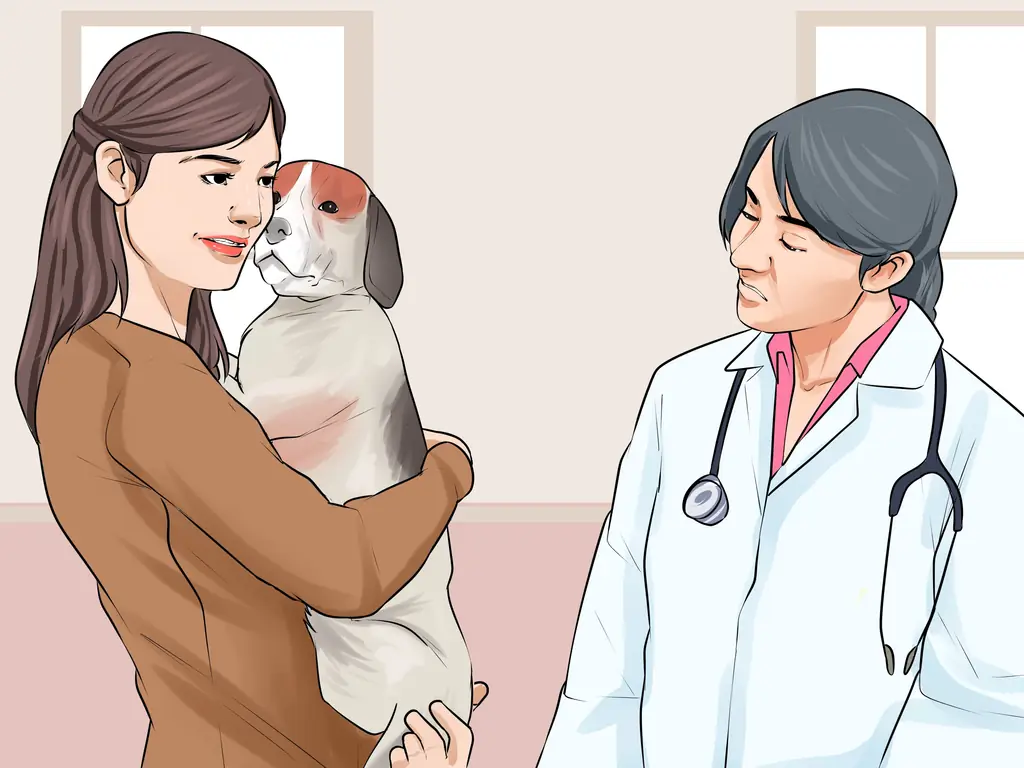 3 способа побудить вашу новую собаку слушать вас