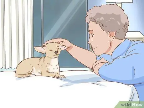 Как предотвратить плохое поведение вашего чихуахуа Шаг 12