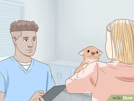 Как предотвратить плохое поведение вашего чихуахуа Шаг 17