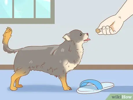 Как предотвратить плохое поведение вашего чихуахуа Шаг 2