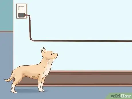 Как предотвратить плохое поведение вашего чихуахуа Шаг 4