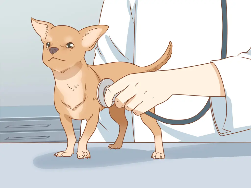 4 способа предотвратить плохое поведение вашего чихуахуа