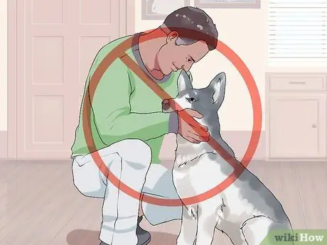 Связь с нуждающейся собакой Шаг 12