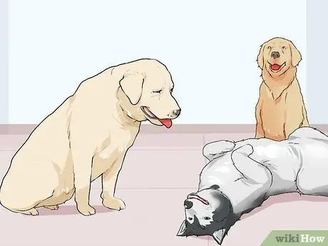 Связь с нуждающейся собакой Шаг 13