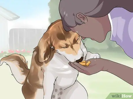 Связь с нуждающейся собакой Шаг 8