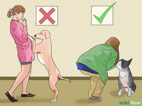 Разберитесь со своей надоедливой собакой Шаг 5