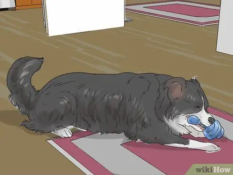 Разберитесь со своей надоедливой собакой Шаг 6