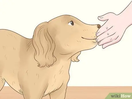 Помогите собаке преодолеть страх перед детьми Шаг 8