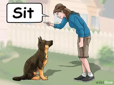 Не позволяйте собаке гнать лошадей Шаг 1