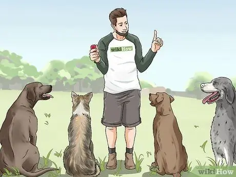 Не позволяйте собаке гнать лошадей Шаг 13