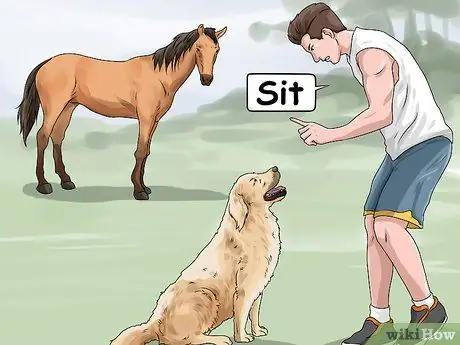 Не позволяйте собаке гнать лошадей Шаг 4