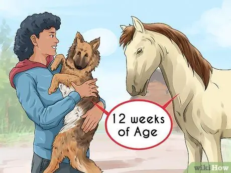 Не позволяйте собаке гнать лошадей Шаг 5