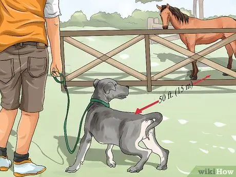 Не позволяйте собаке гнать лошадей Шаг 6