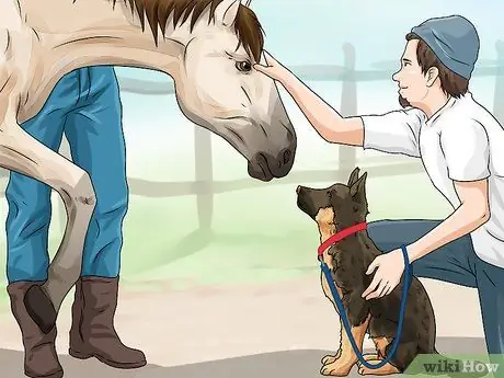 Не позволяйте собаке гнать лошадей Шаг 8